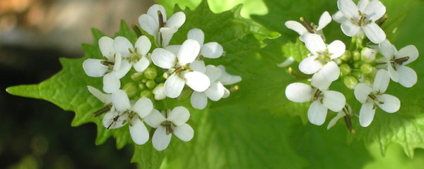 Alliaria petiolata