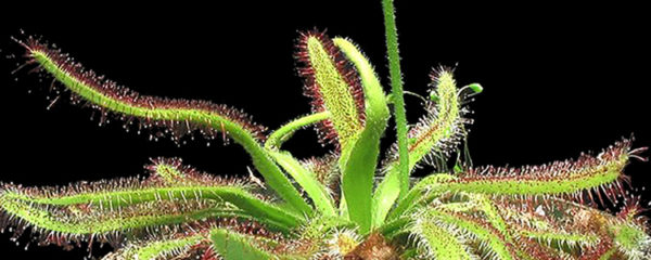 drosera capensis