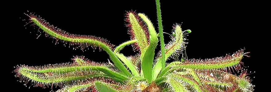 drosera capensis