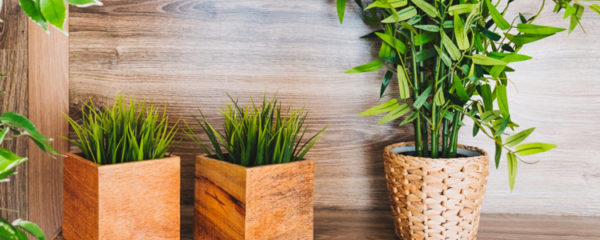 plantes