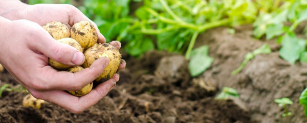 planter des pommes de terre