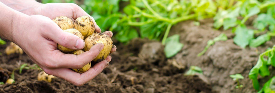 planter des pommes de terre