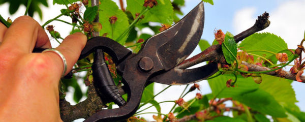 Conseils jardinage
