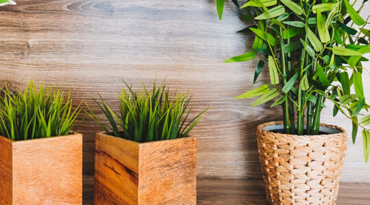 comment-acheter-vos-plantes-en-ligne