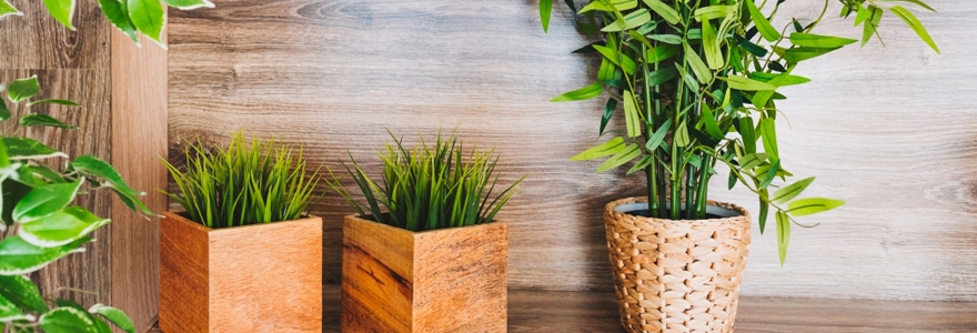 comment-acheter-vos-plantes-en-ligne